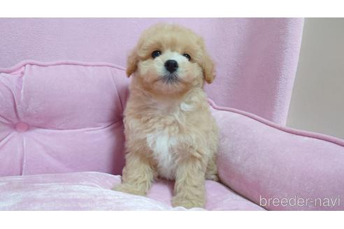 成約済の埼玉県のマルプー:マルチーズ×トイプードル-151663の1枚目